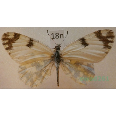 Euchloe ausonia (Hubner, 1805) Turkey18n